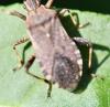 Ceraleptus sp.